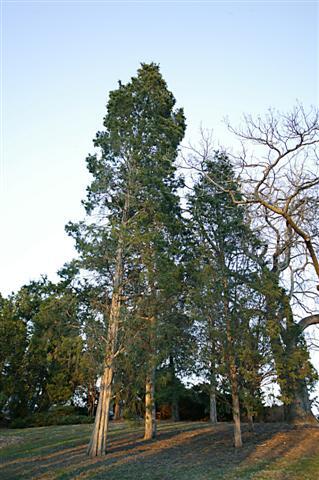 Eastern redcedar tree